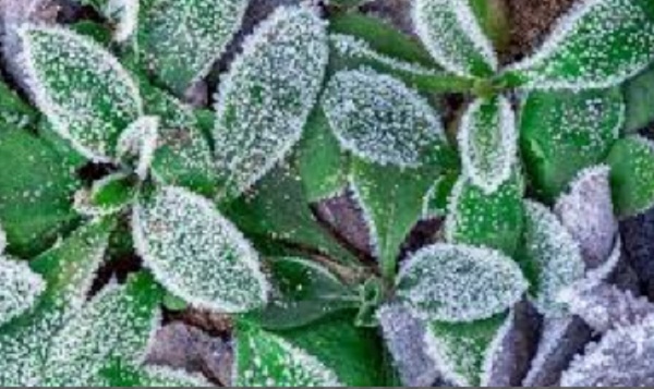 buenos y prácticos consejos para cuidar nuestras plantas en invierno