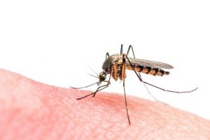 repelente de mosquitos casero