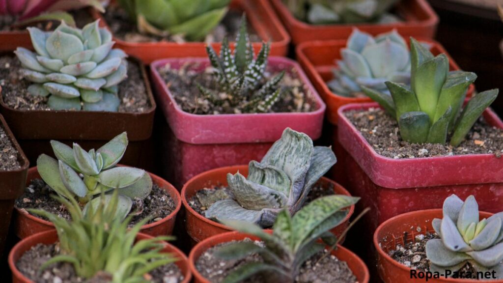 Colocar papel aluminio en la maceta de suculentas para qué funciona y cómo usarlo