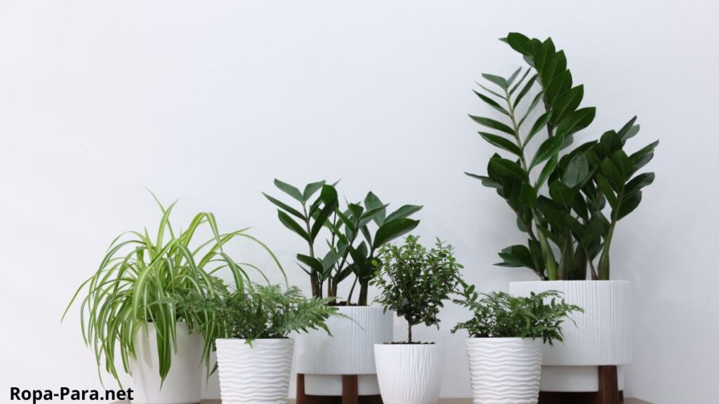 Más allá del poto y la lengua de suegra las plantas que prosperan en espacios con poca luz