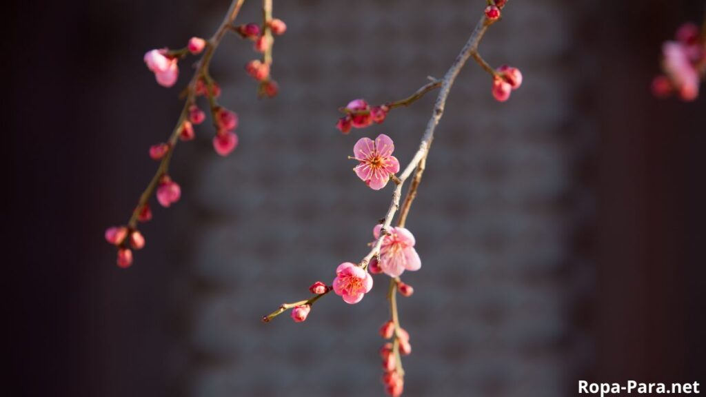 Para casas chicas el árbol que no levanta el suelo con sus raíces y da frutos en verano
