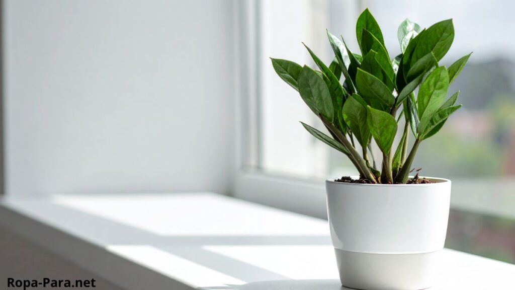 plantas para interiores