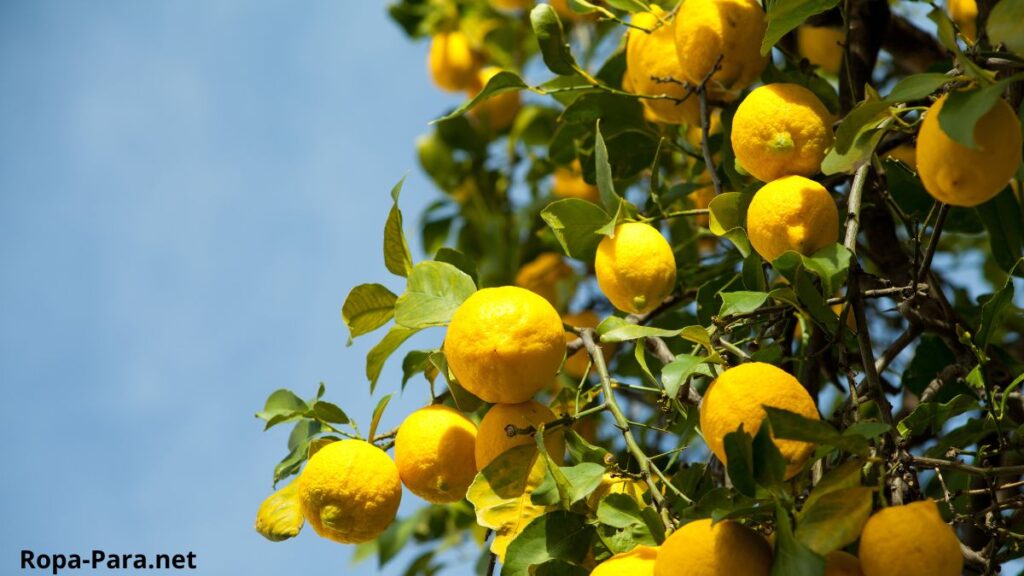 Limonero la razón por la que conviene regarlo con agua de lentejas y qué beneficios aporta