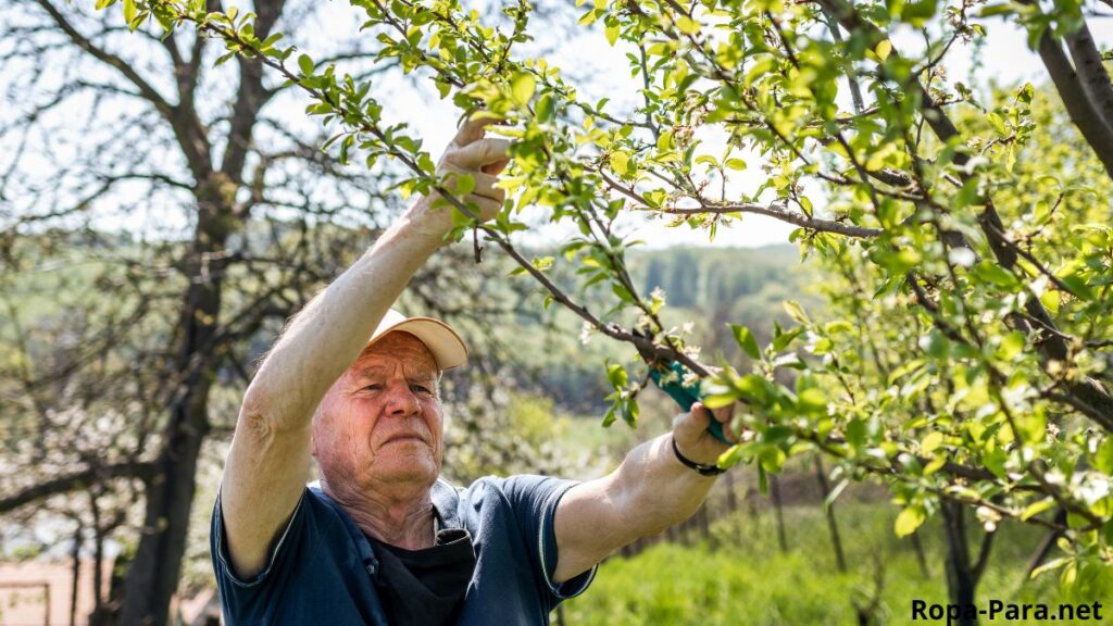 Qué días de marzo son los indicados para podar árboles frutales, de acuerdo al calendario lunar