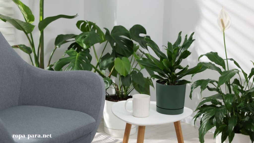 plantas de interior que crecen rápido, decoran cualquier espacio