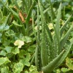 Por qué la sábila mantiene a los insectos lejos de tu jardín