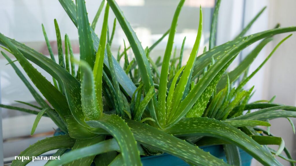 tener una planta de sábila en casa